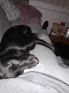 blog Život sa psima zna biti težak foto